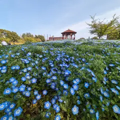 花の丘