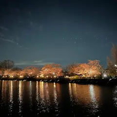 八条ヶ池 桜並木