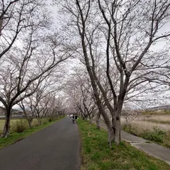 北神山の桜並木