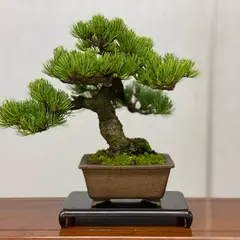上野グリーンクラブ