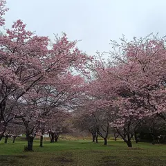 枝垂れ桜の里