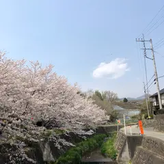 荒神山桜公園