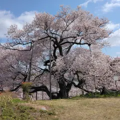 茶園のサクラ