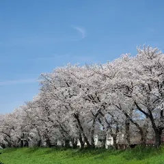 元荒川堤桜並木