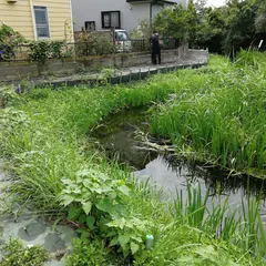元荒川ムサシトミヨ生息地