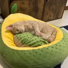 猫カフェ Pisica