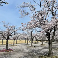さくら広場