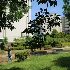 大横川親水公園
