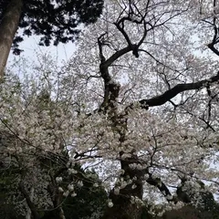 薄墨桜