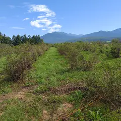 ハスカップ富良野ファーム