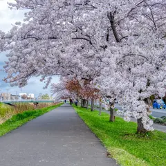 新川さくら並木
