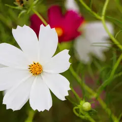 草生津川コスモスロード