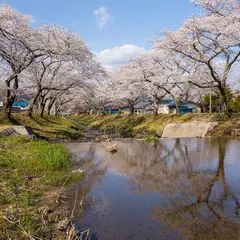 川渡温泉の桜並木