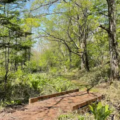 フィトンチッドの森遊歩道