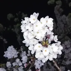 円山公園