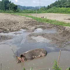 氷見豚 ぶーぶーファーム (B. B. Farm)