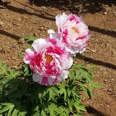 ぼたんと緑の丘