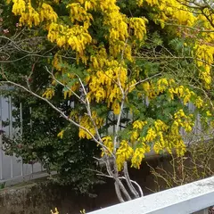 薬師橋