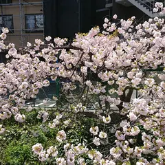 今井上橋