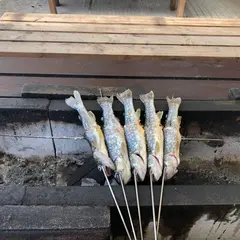 朝明渓魚苑キャンプ場