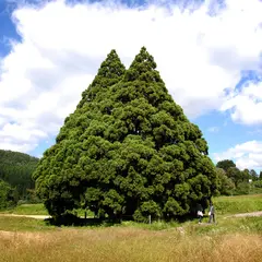小杉の大杉（トトロの木）