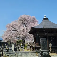 称名寺阿弥陀堂の桜
