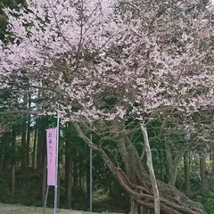 後庵ザクラ