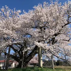 山口奨学桜