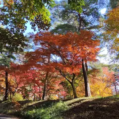 森林公園