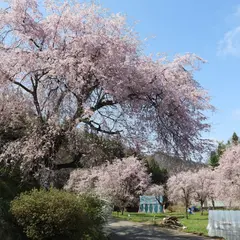 番所の桜