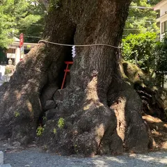 明神の楠