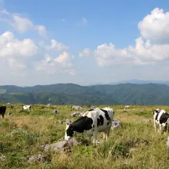 大野ヶ原