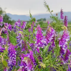 日の出橋左岸