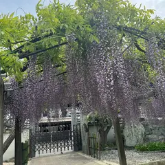 地福寺の藤