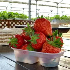 とりかいさんちのいちご園