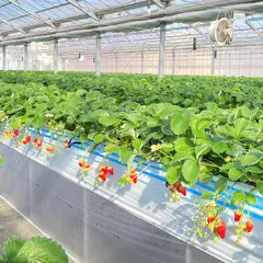 いちごのパラム