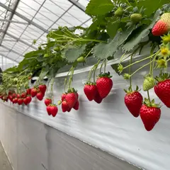 いちごファームミモザ