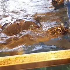 うみがめ館