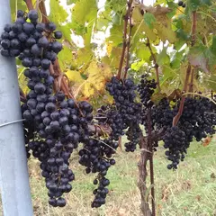 Sail the Ship Vineyard