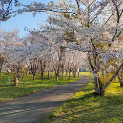 豊平川桜の杜