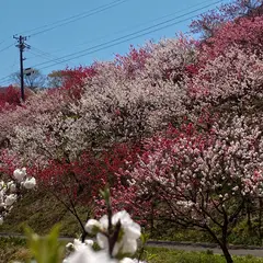 月川温泉の花桃