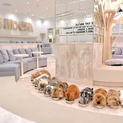 猫カフェMOCHA（モカ）町田ジョルナ店