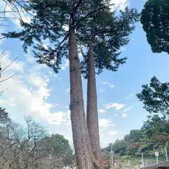 夫婦松