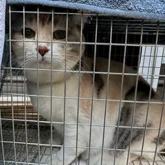 ペット探偵 猫捜索のニャン吉