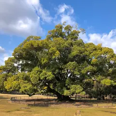 飛火野の大楠