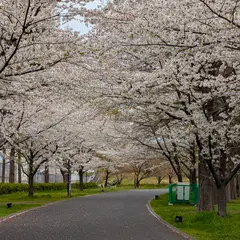 舎人公園 ネモフィラ花壇