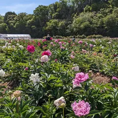 雨森芍薬観光農園
