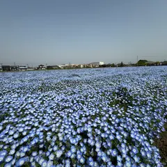 ネモフィラ畑