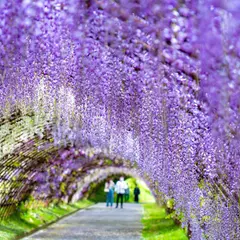 河内藤園の藤