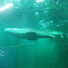 海遊館以布利センター 第2水槽